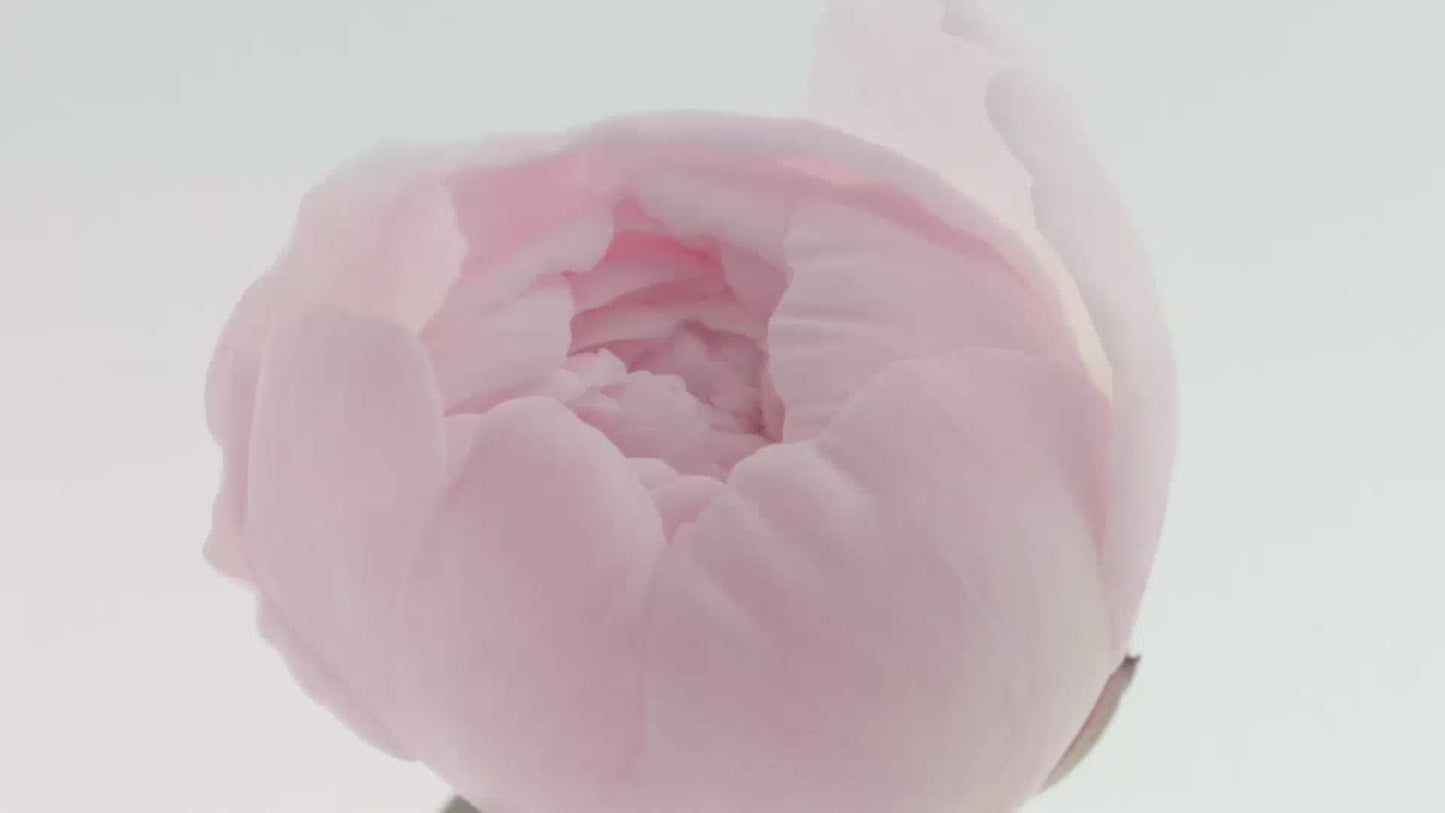 Tulipia