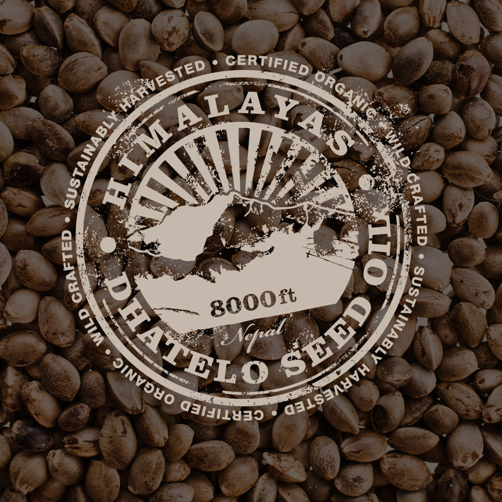 Key ingredient: Dhatelo Seed Oil
